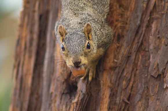 squirrel-grainjourney.jpg
