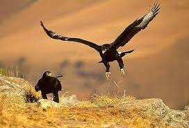 eagle-pursuit